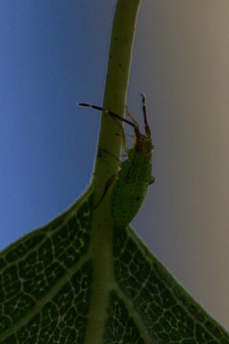 Pantilius tunicatus